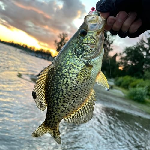 40pcs Crappie Jig Heads for Crappie (1/16oz-40pcs)