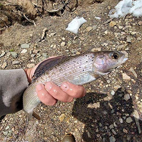 24Pcs Fly Fishing Flies Trout Lures Fishing Tackle Fly Fishing Flies with Boxed Trout Bass Artificial Fish Bait (24Pcs-Nano Nymph)