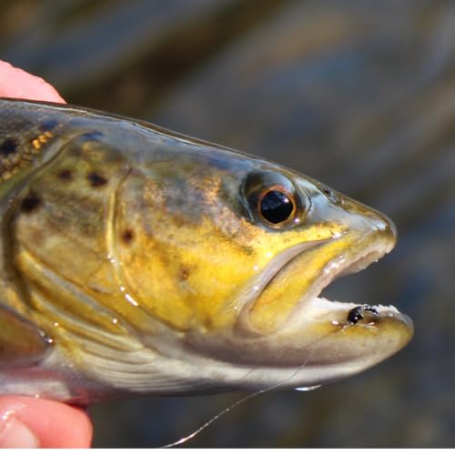 Zebra Midges for Fly Fishing 12 Pack (Red / 22)
