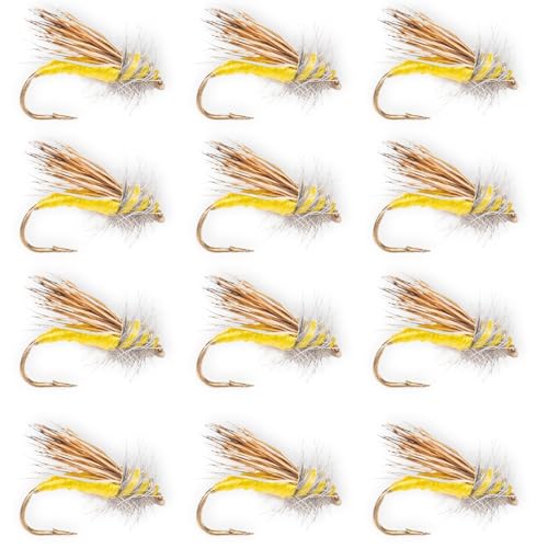 Yellow Sally 12 Pack