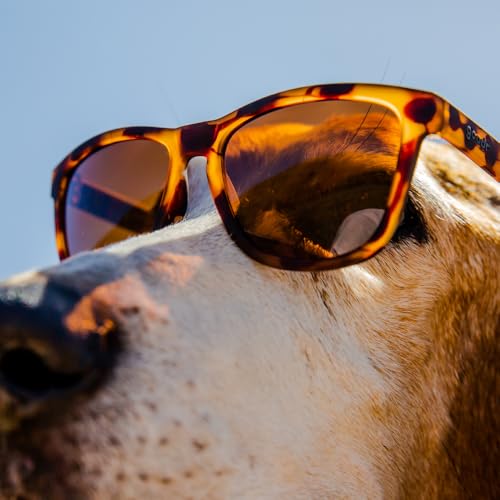 Bosley's Basset Hound Dreams Polarized Sunglasses