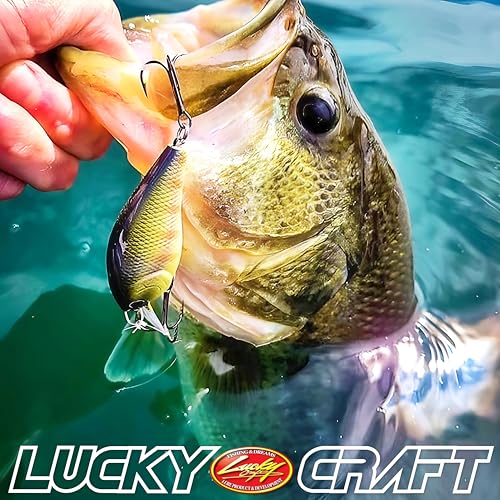 Pond Bass Premium Box (Pond Bass Fishing)